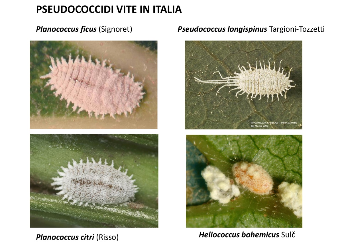 Pseudococcidi vite in Italia